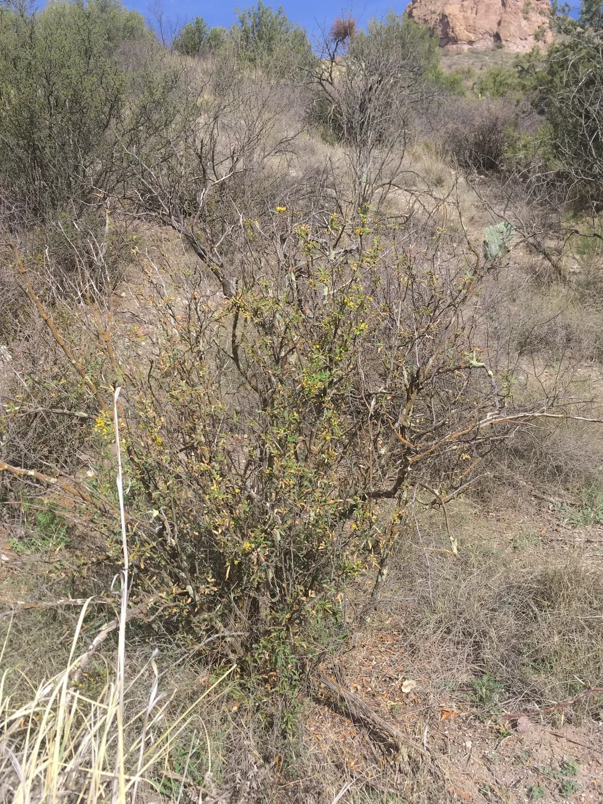 Mahonia haematocarpa