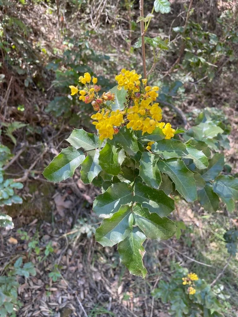 Mountain-grape (Mahonia pinnata)