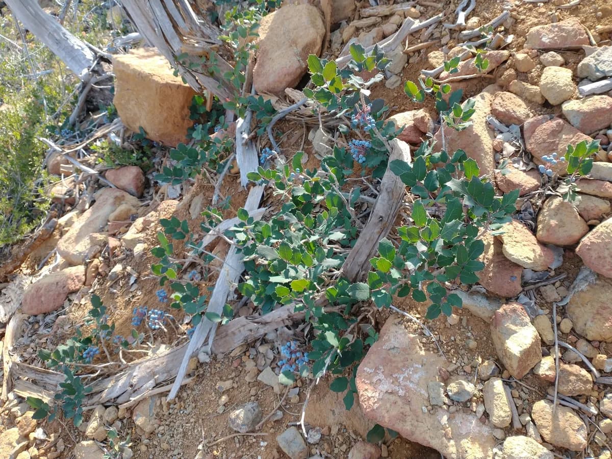 Dwarf barberry (Mahonia pumila)
