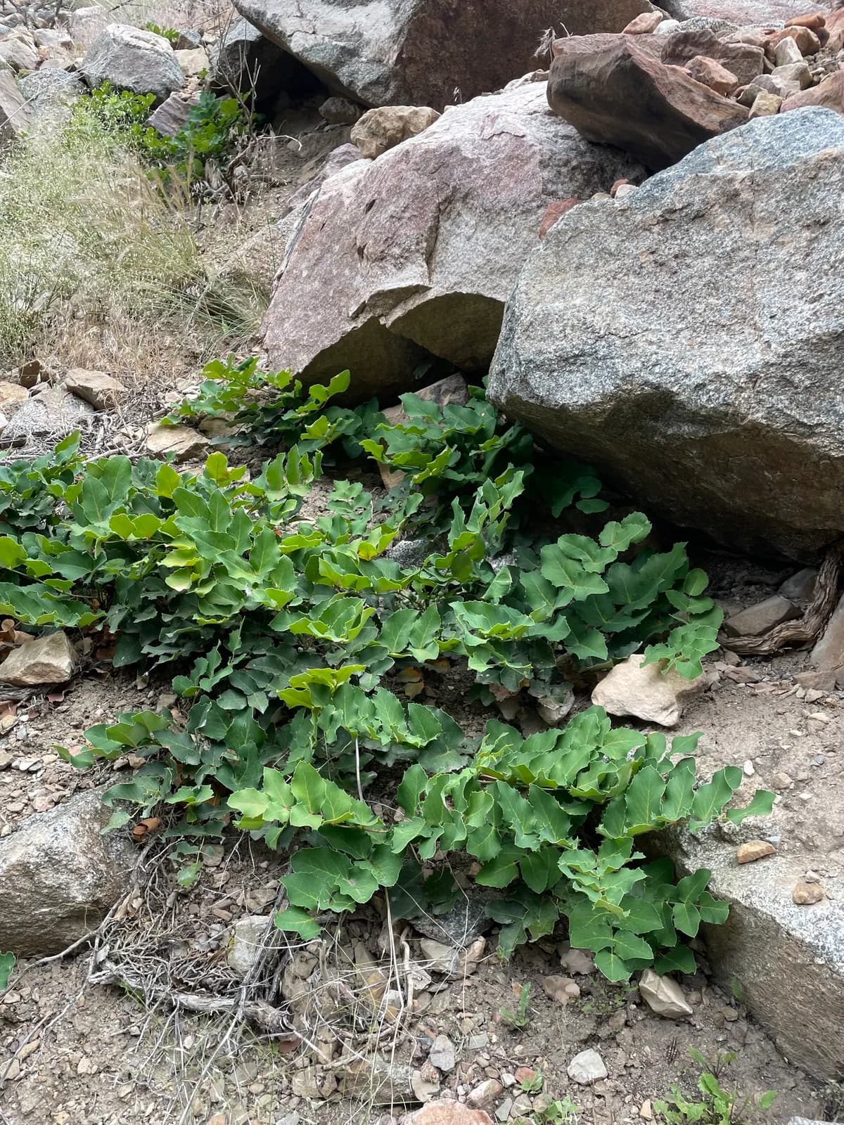 Oregongrape (Mahonia repens)