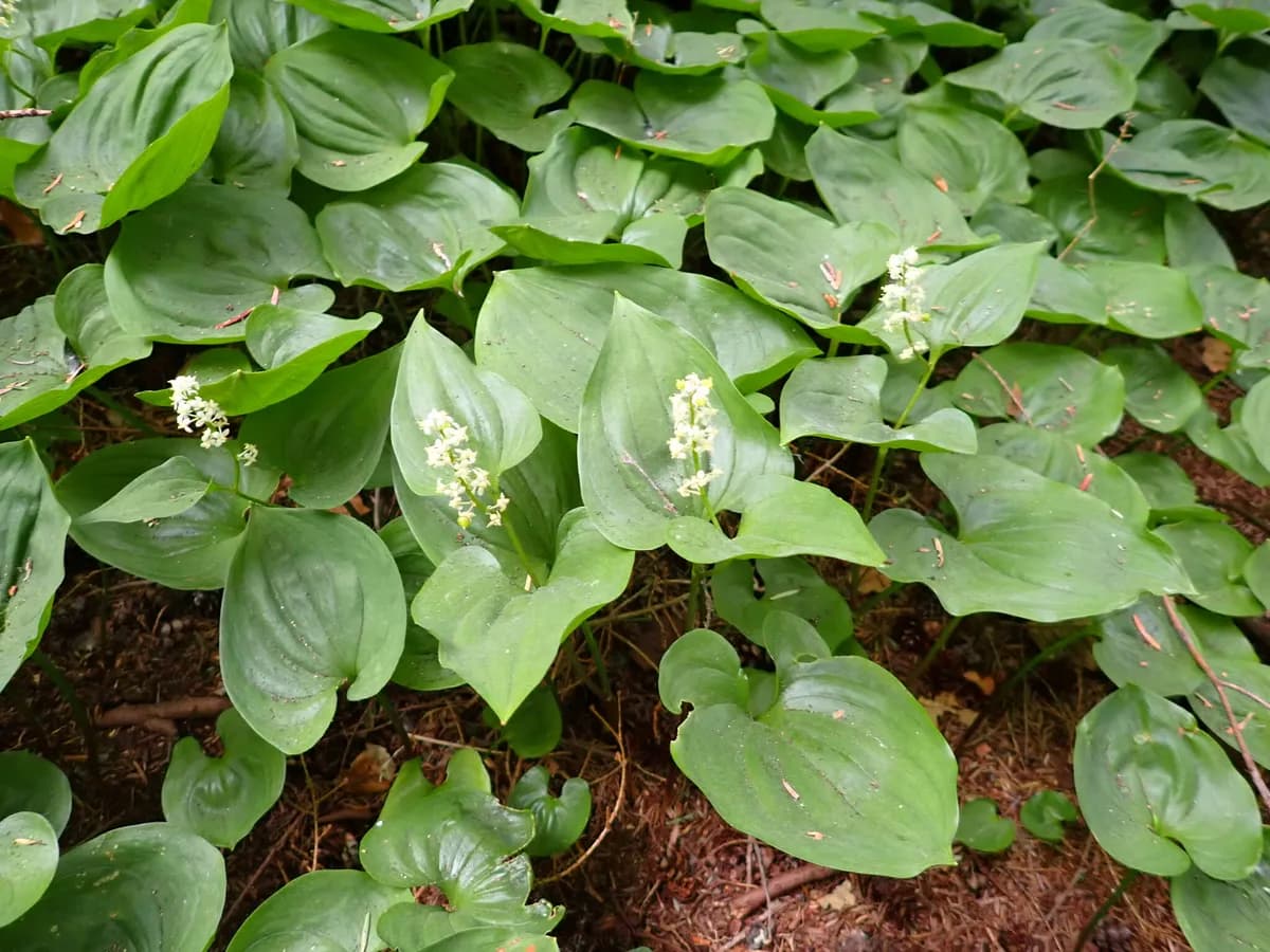May-lily (Maianthemum dilatatum)