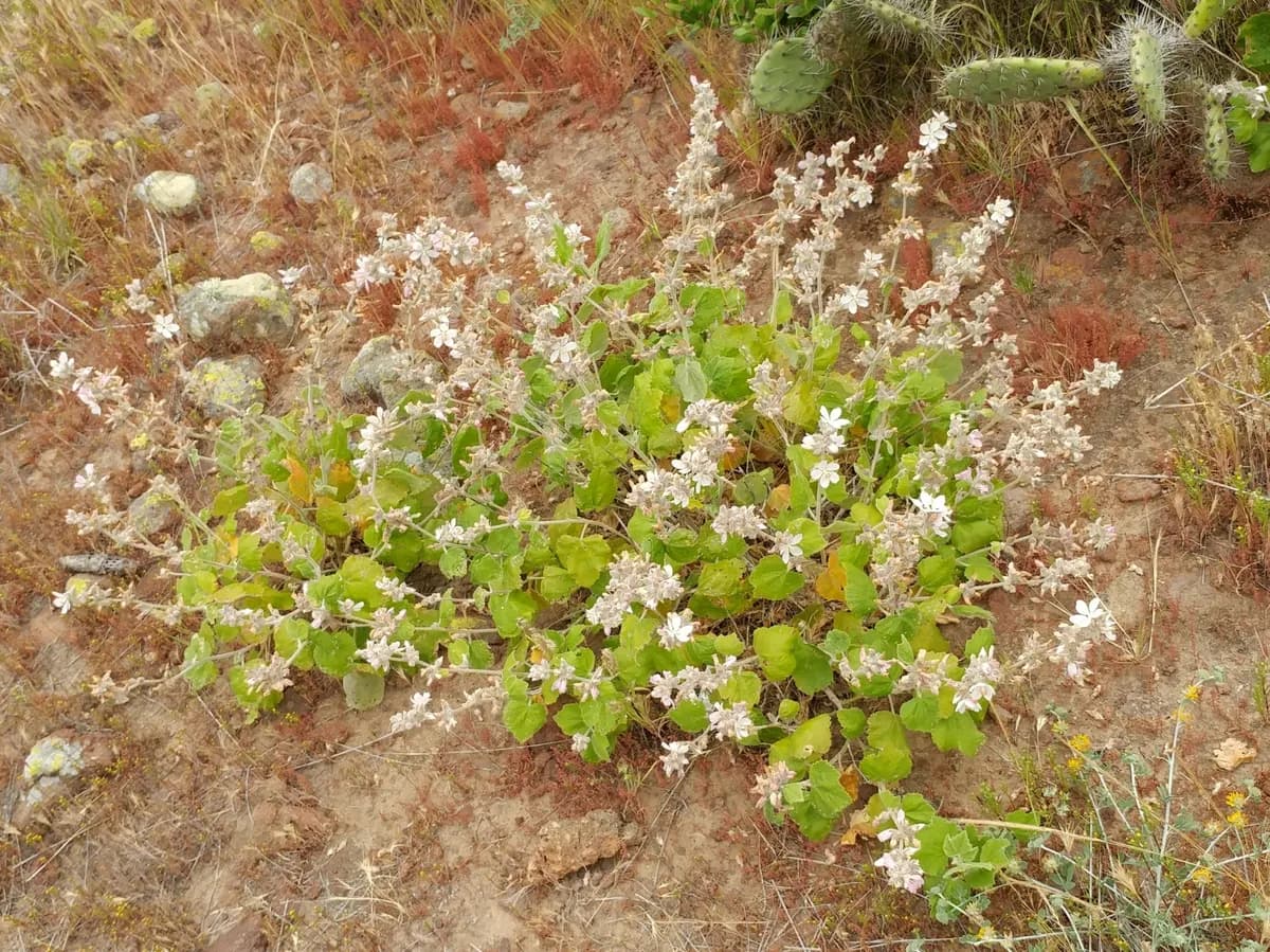 San clemente island bush-mallow (Malacothamnus clementinus)