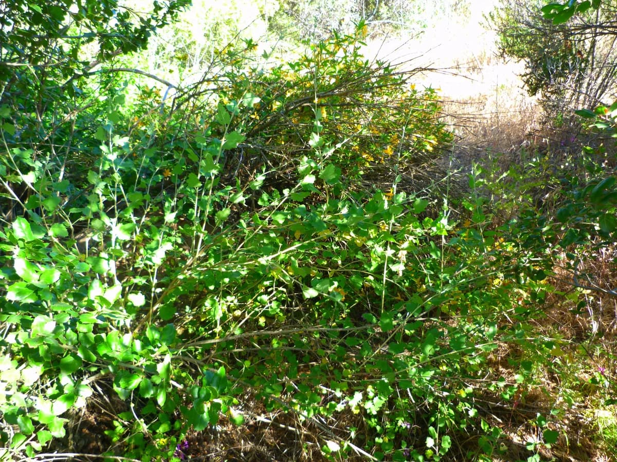 Sant cruz island bush-mallow (Malacothamnus fasciculatus)