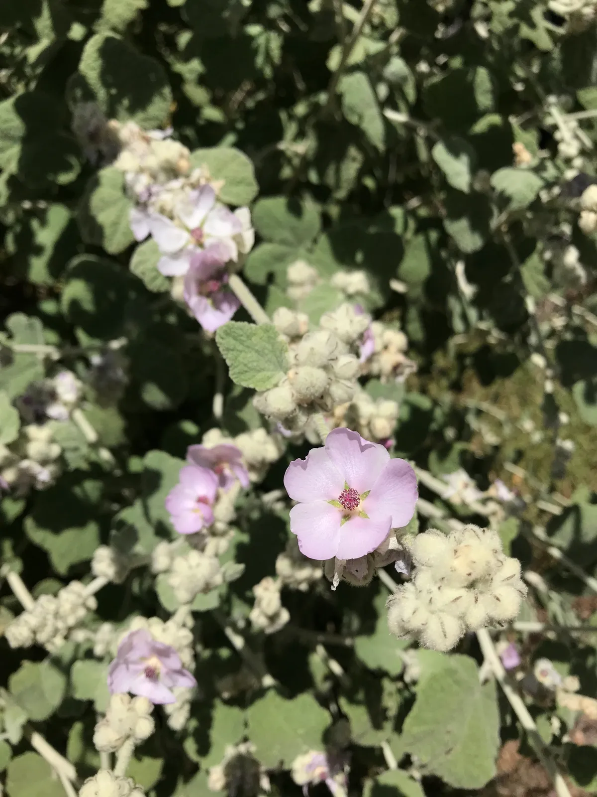 Fremont's bush mallow (Malacothamnus fremontii)