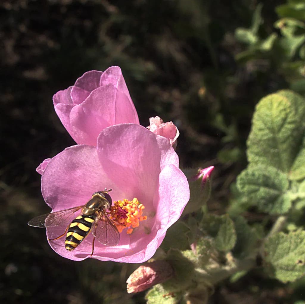 Sant cruz island bush-mallow (Malacothamnus hallii)