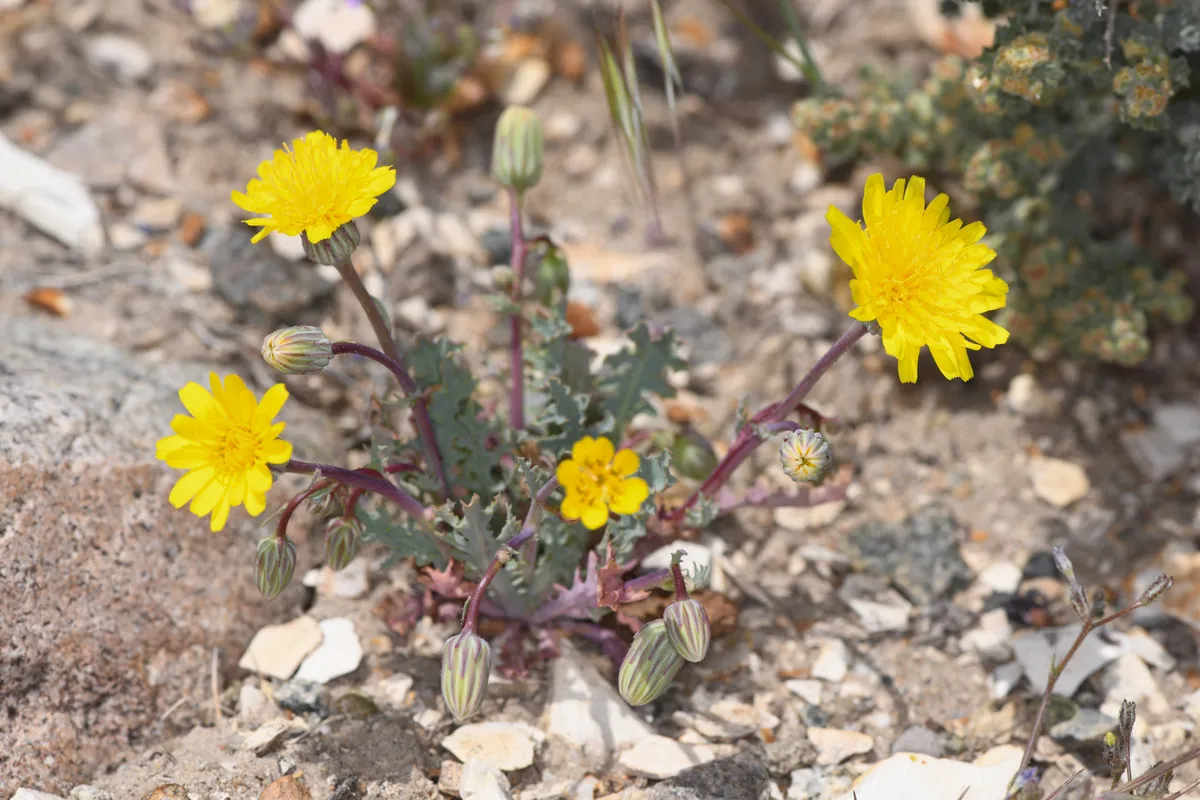 Torrey'S Desert-Dandelion (Malacothrix torreyi)