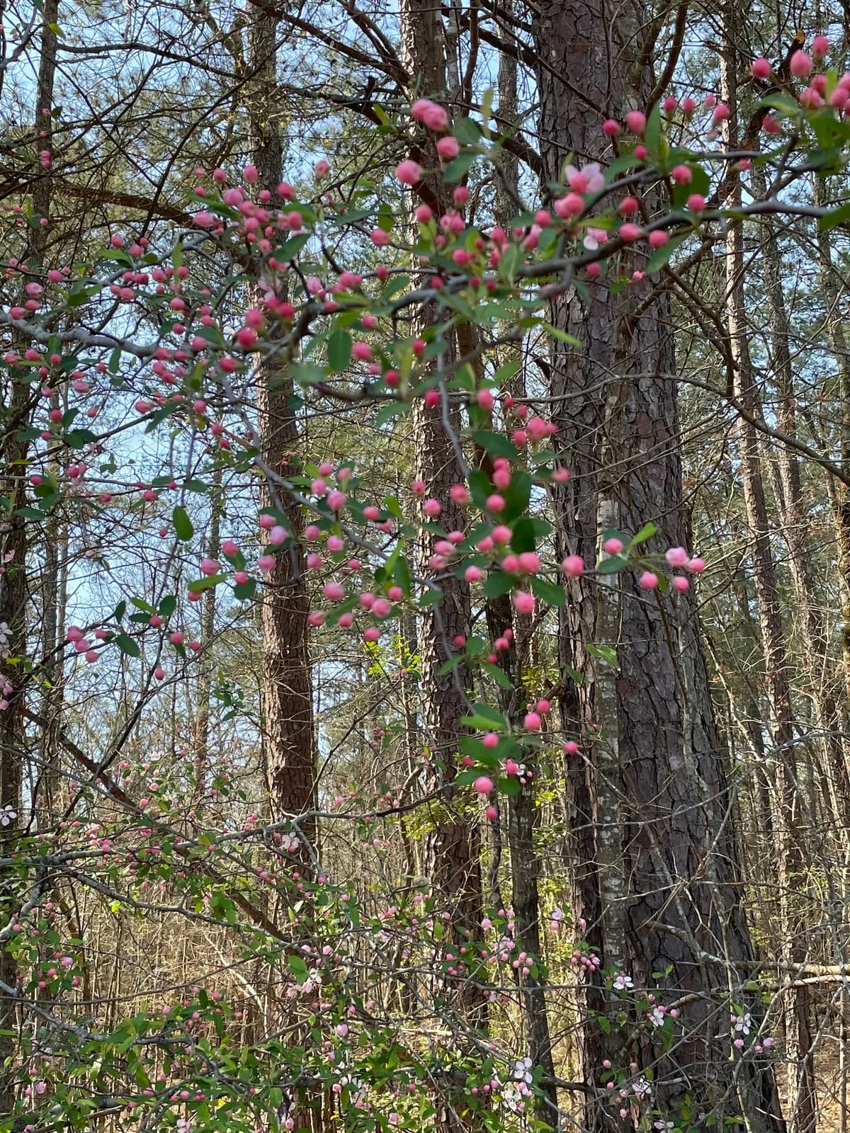 Southern Crab Apple (Malus angustifolia)
