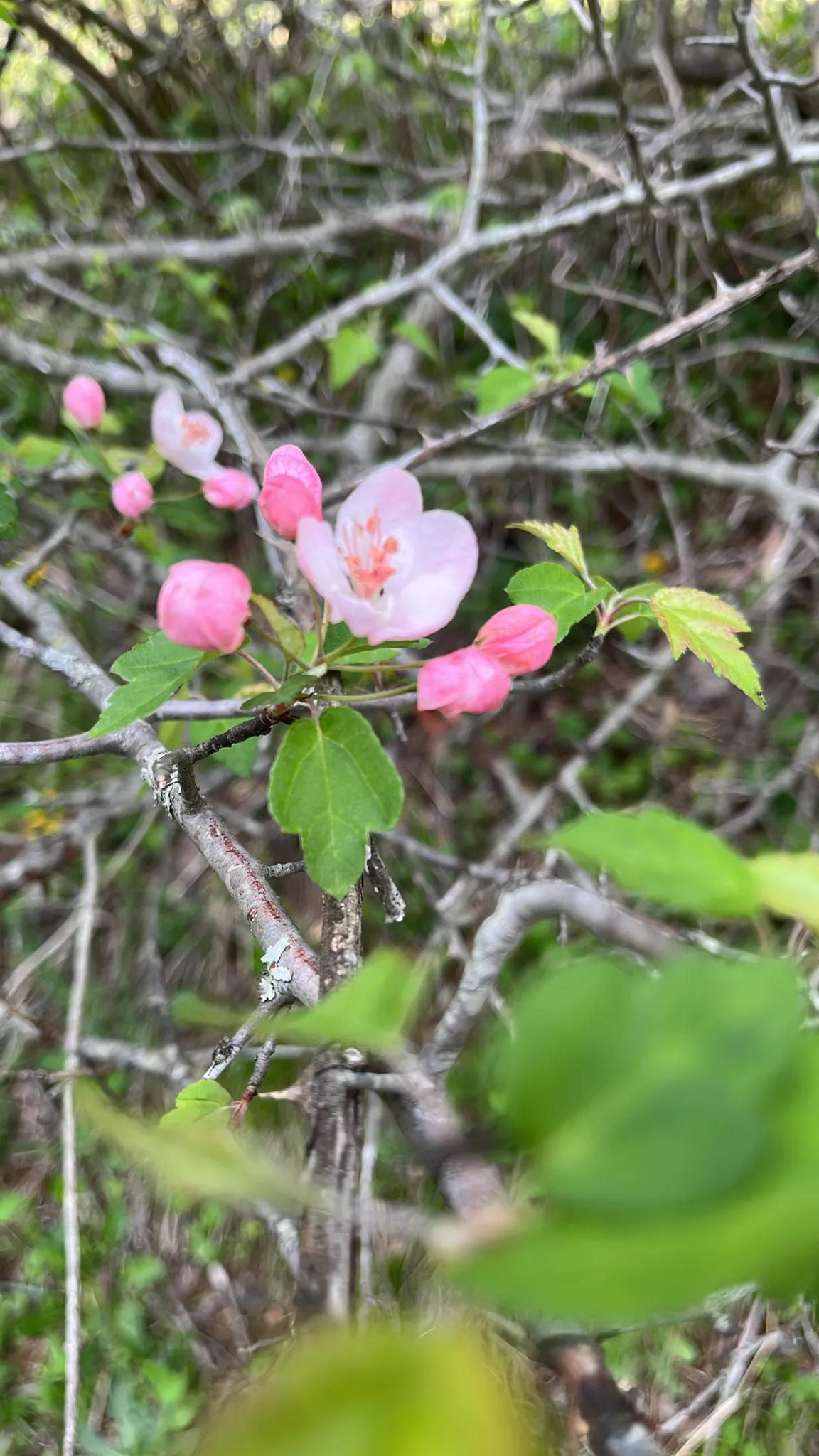 Sweet Crab Apple (Malus coronaria)