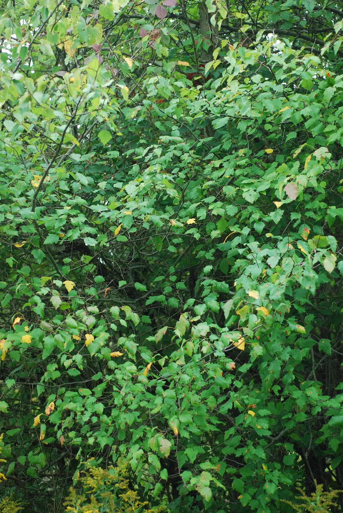 Sweet Crab Apple (Malus coronaria)