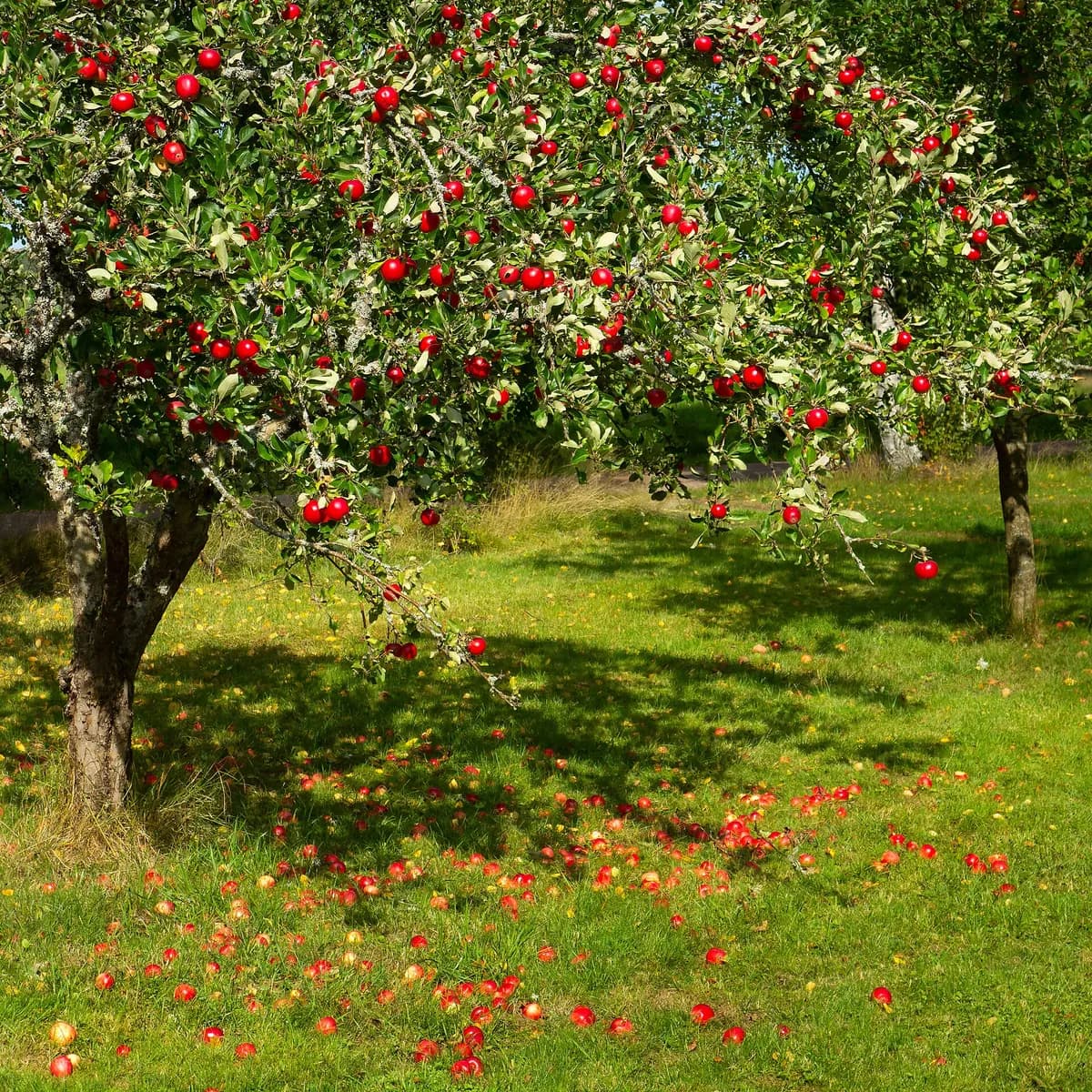 Apple (Malus domestica)