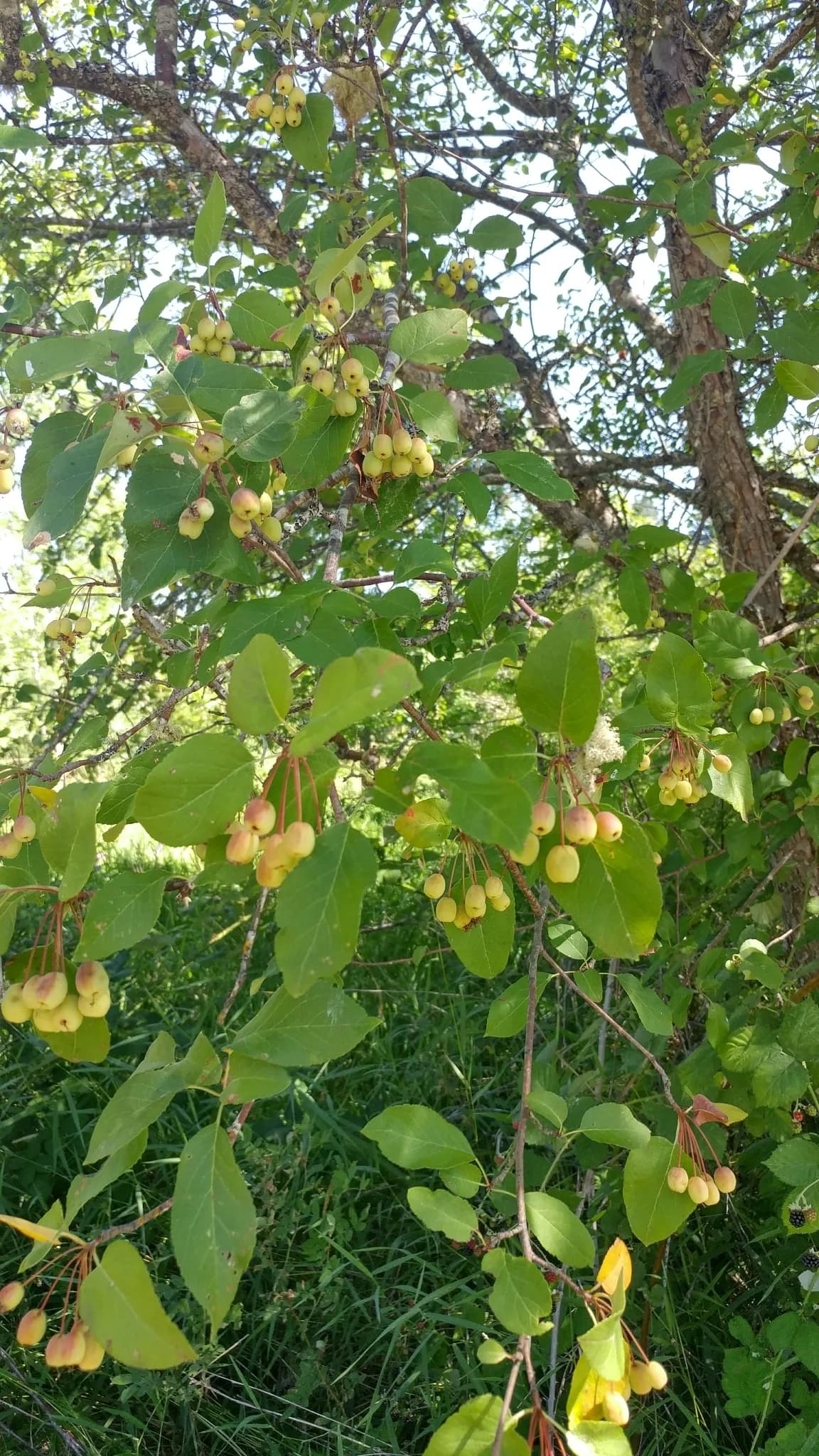 Pacific crabapple (Malus fusca)