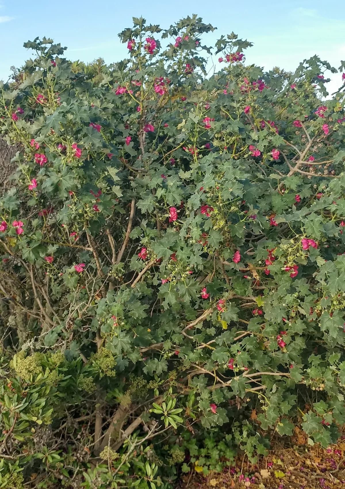 Island mallow (Malva assurgentiflora)