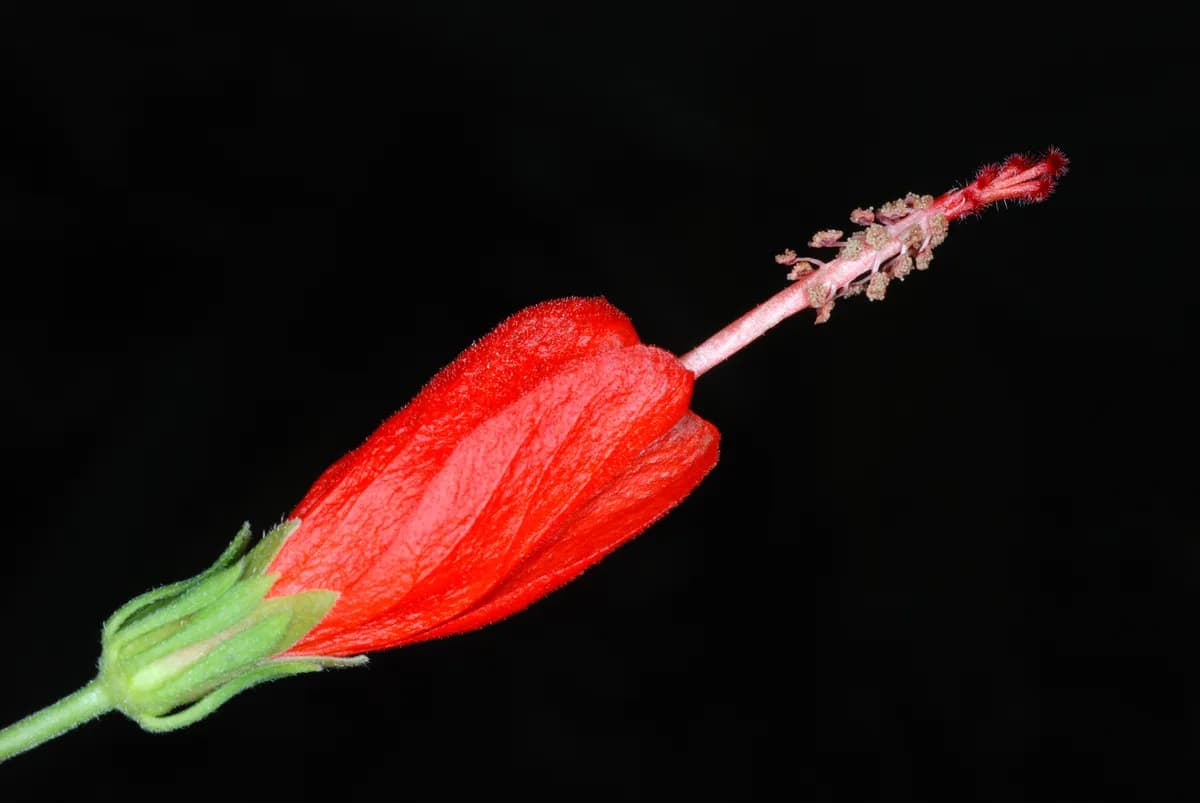 Turk's Cap (Malvaviscus arboreus var. drummondii)