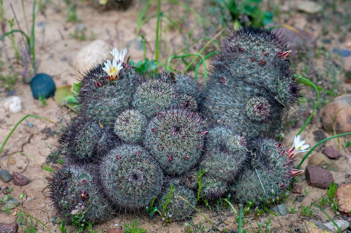 Fishhook cactus (Mammillaria dioica)