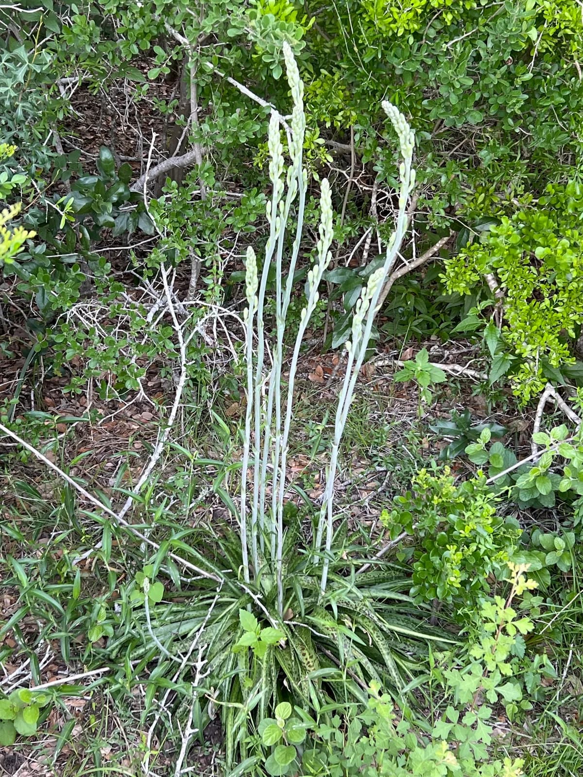 False Aloe (Manfreda maculosa)