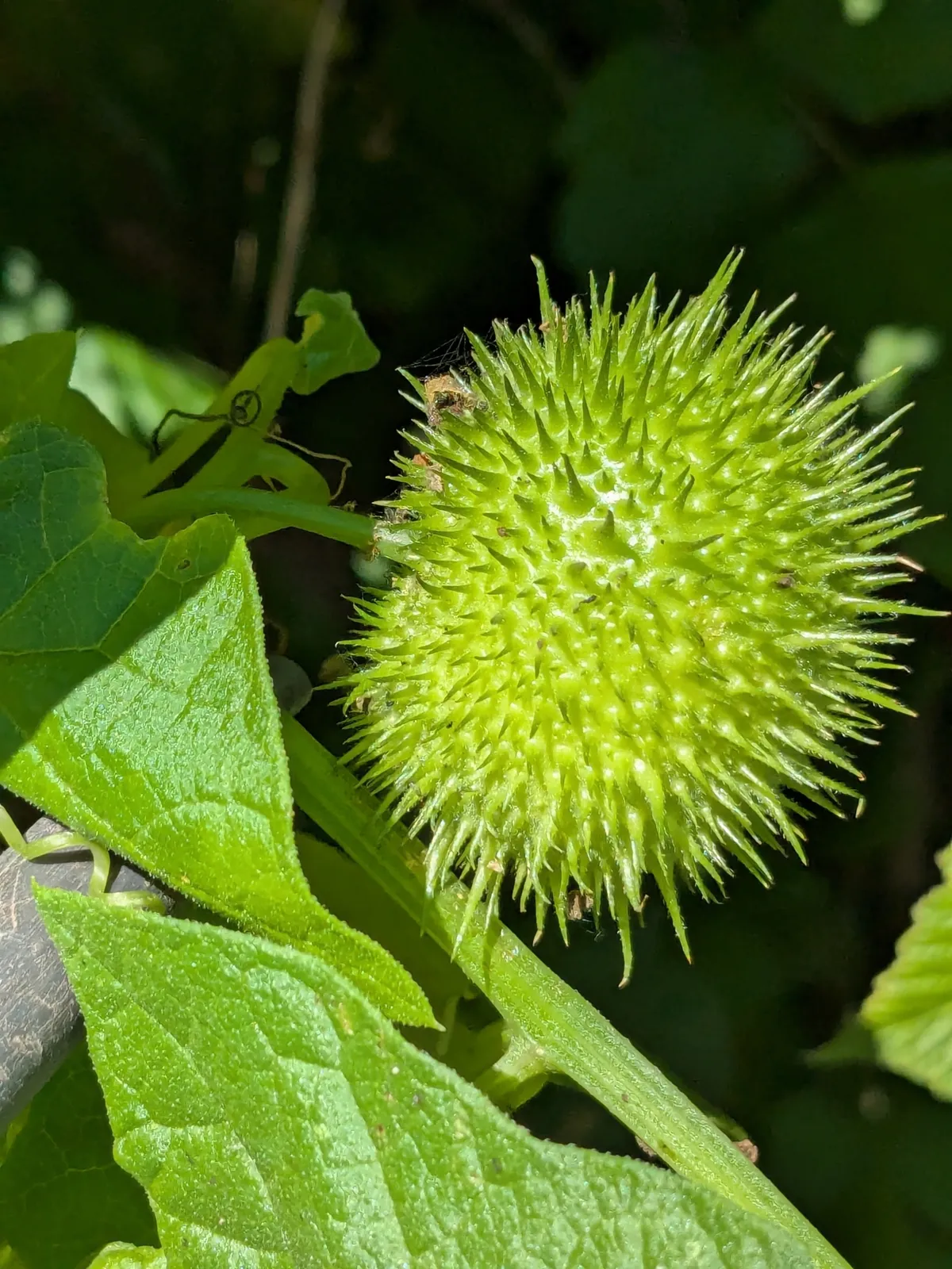 California manroot (Marah fabacea)