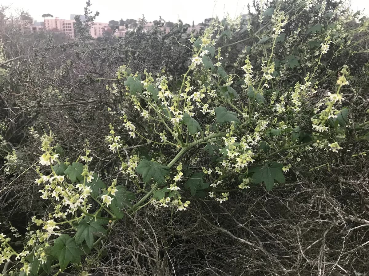 Cucamonga manroot (Marah macrocarpa)