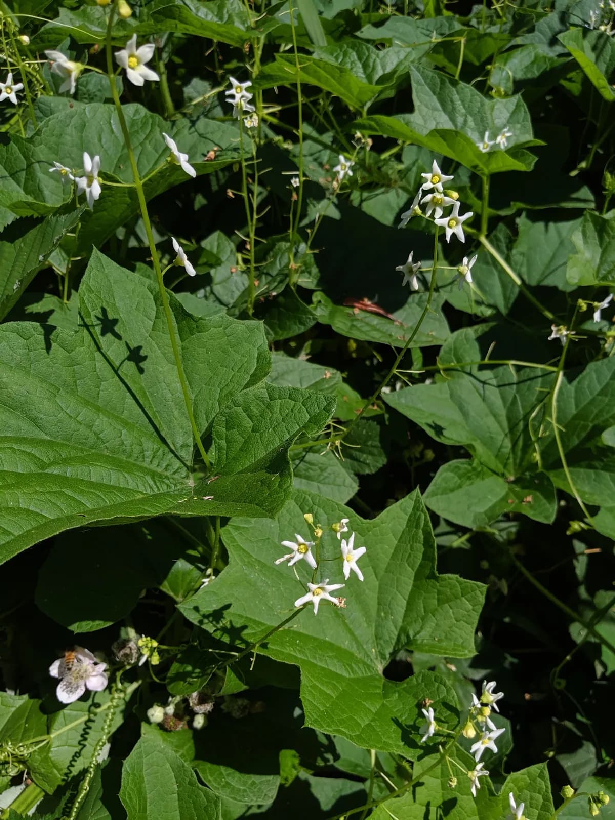 Hemp-agrimony (Marah oregana)