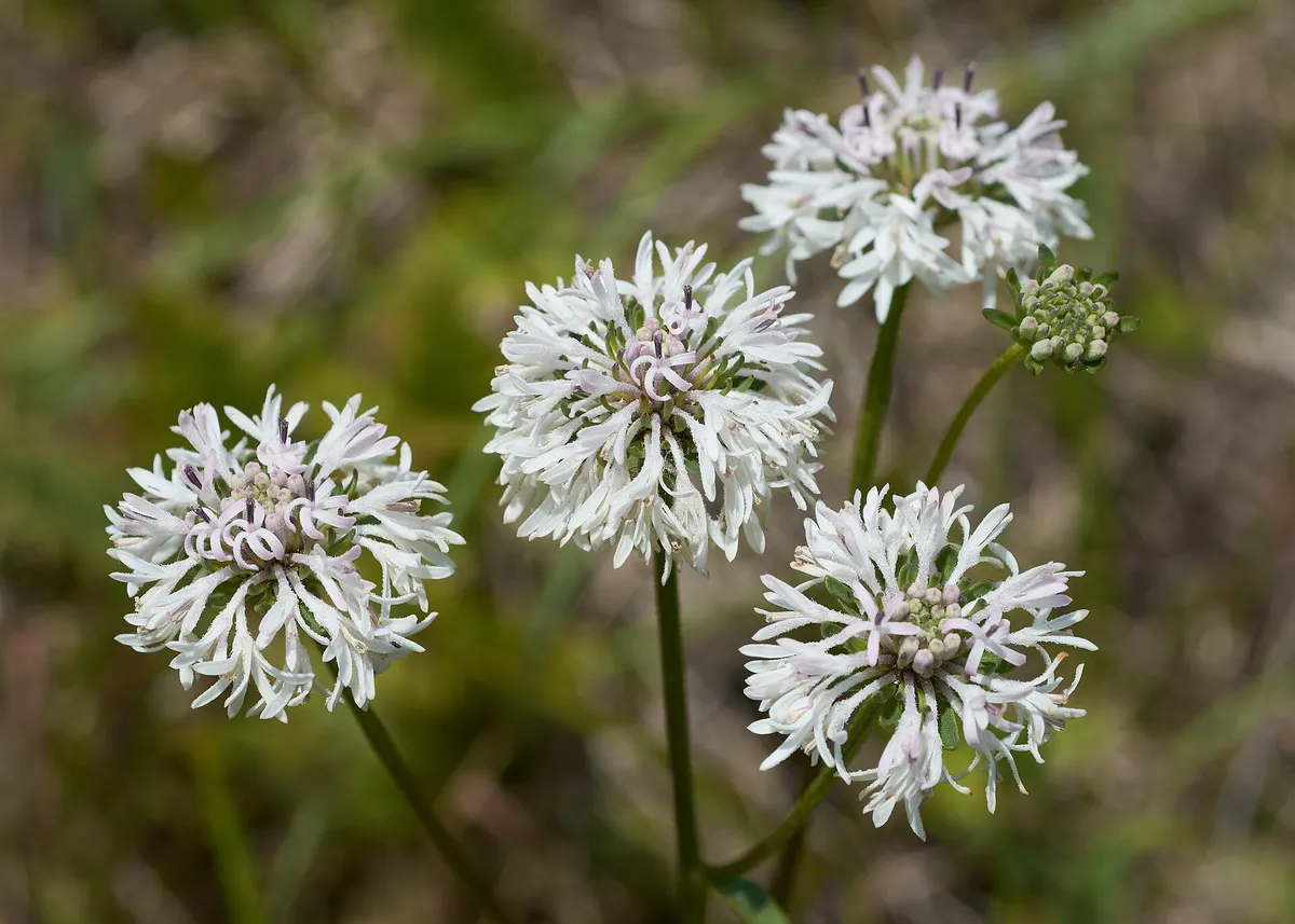 Puffballs (Marshallia caespitosa signata)