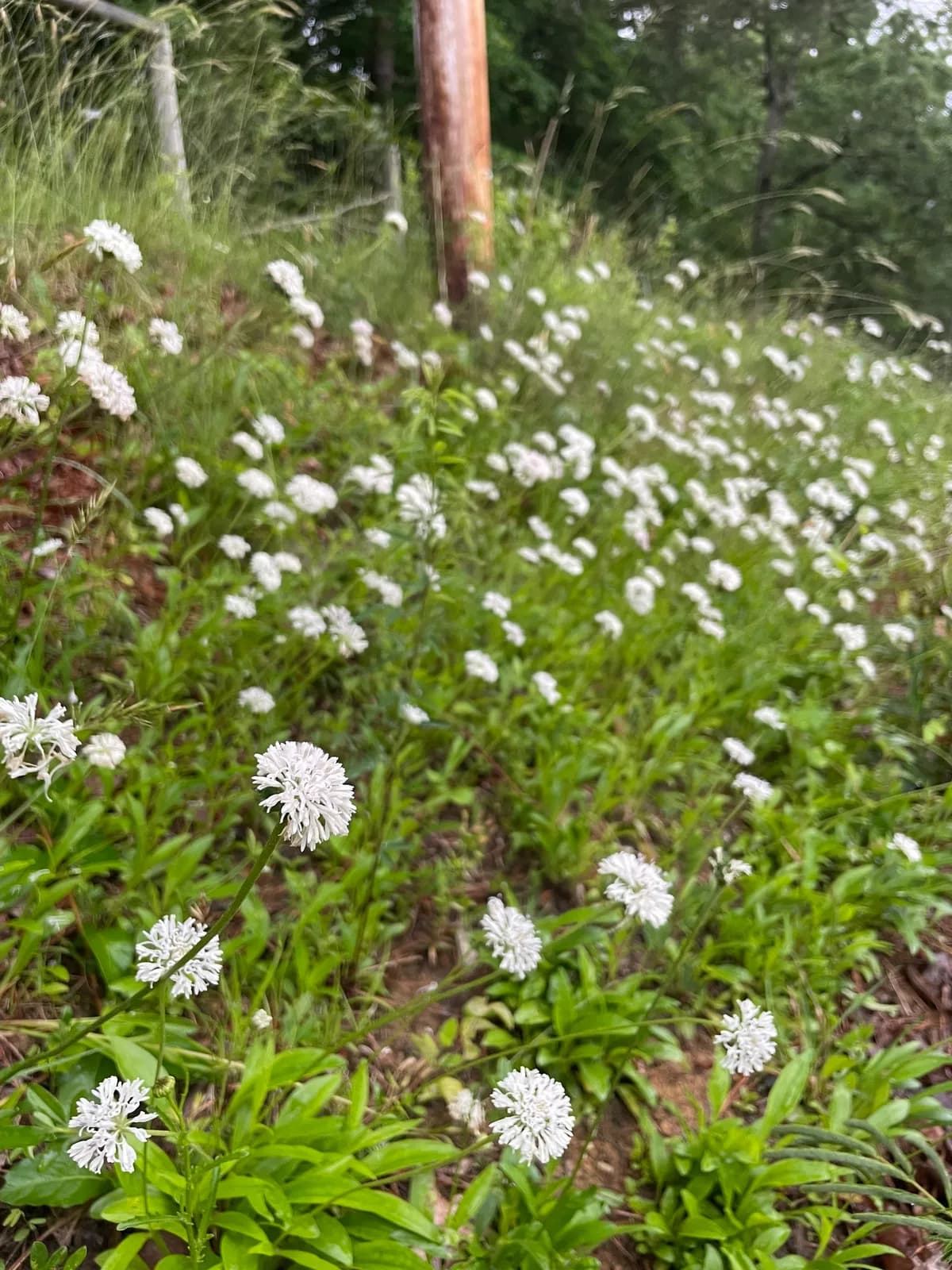 Piedmont Barbara's buttons (Marshallia obovata)
