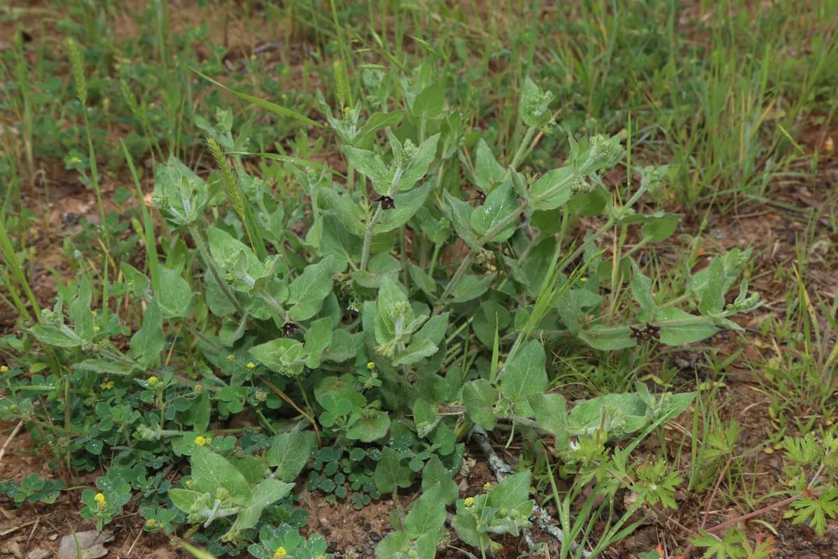 Prairie Milkvine (Matelea cynanchoides)