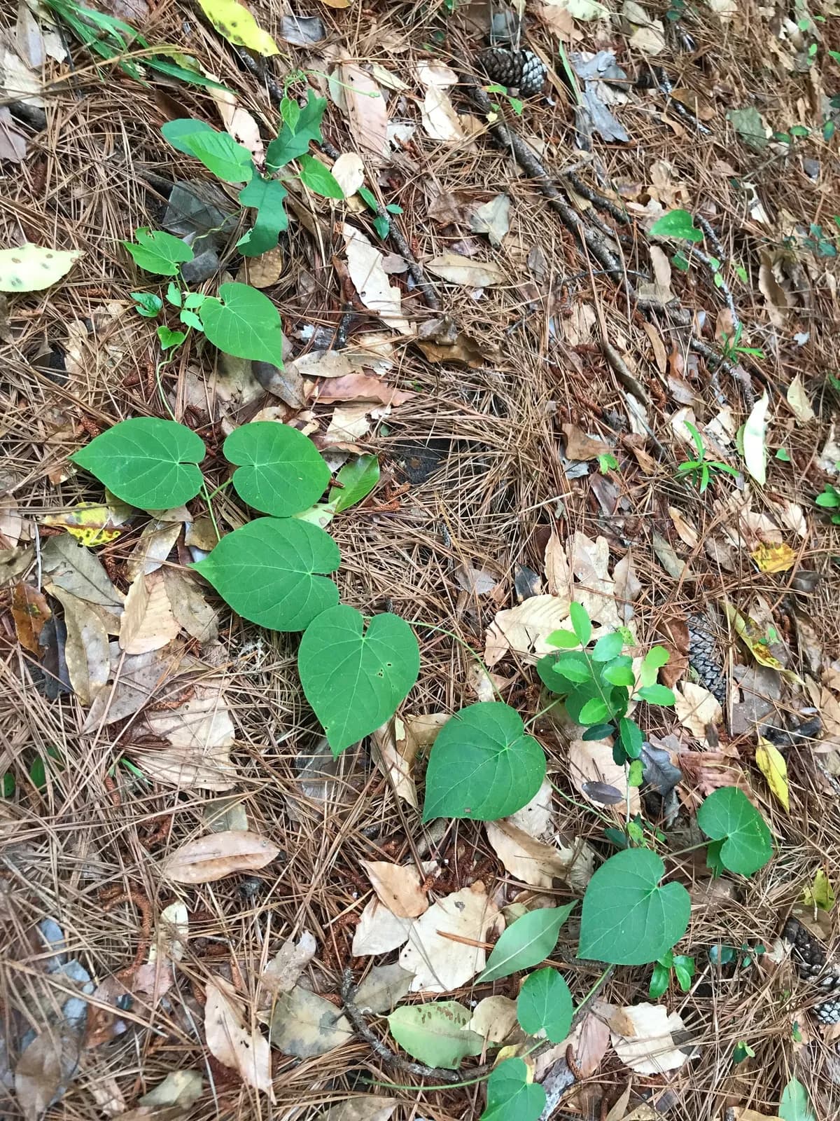Oldfield Milkvine (Matelea decipiens)