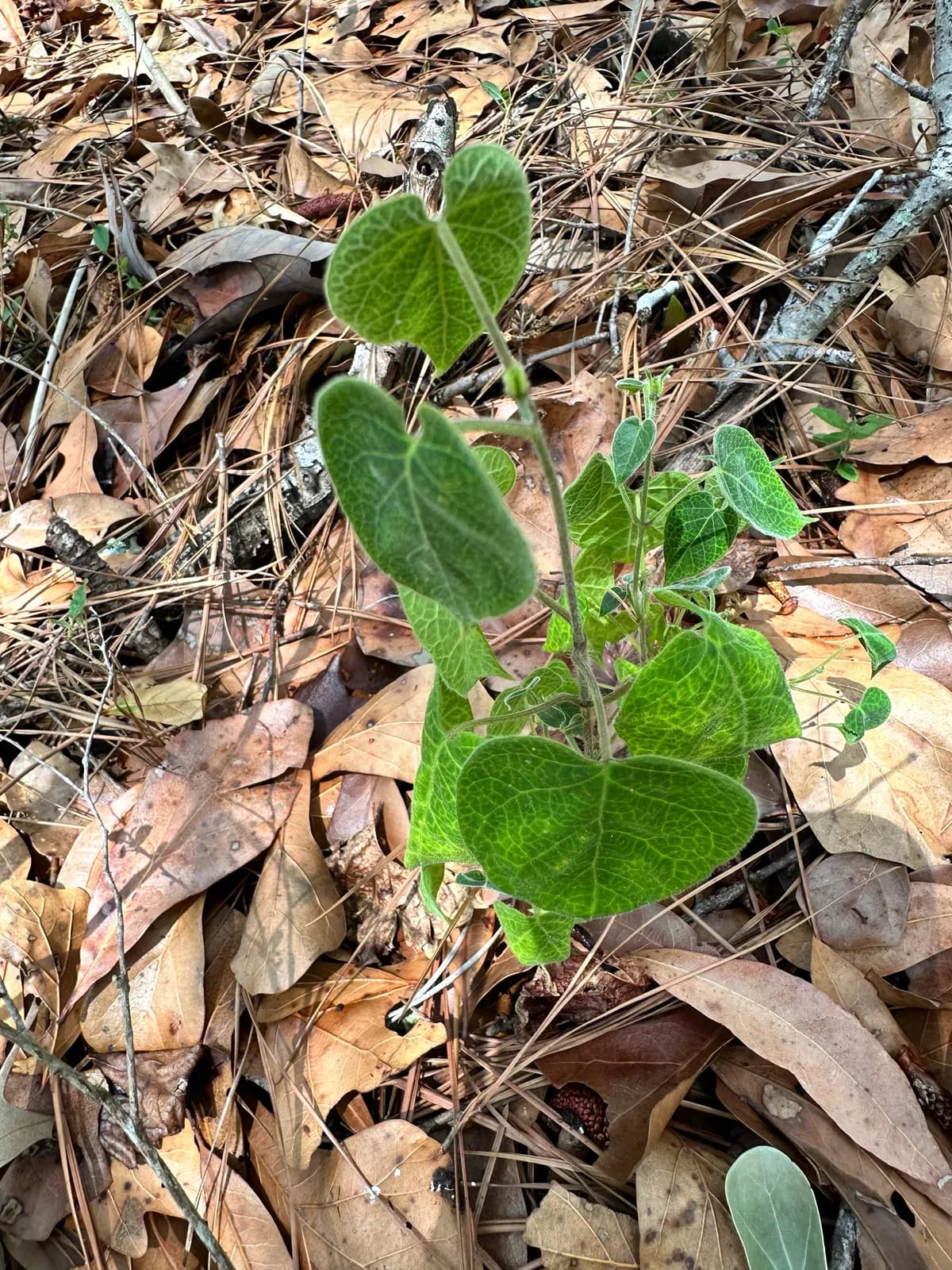 Florida spinypod (Matelea floridana)