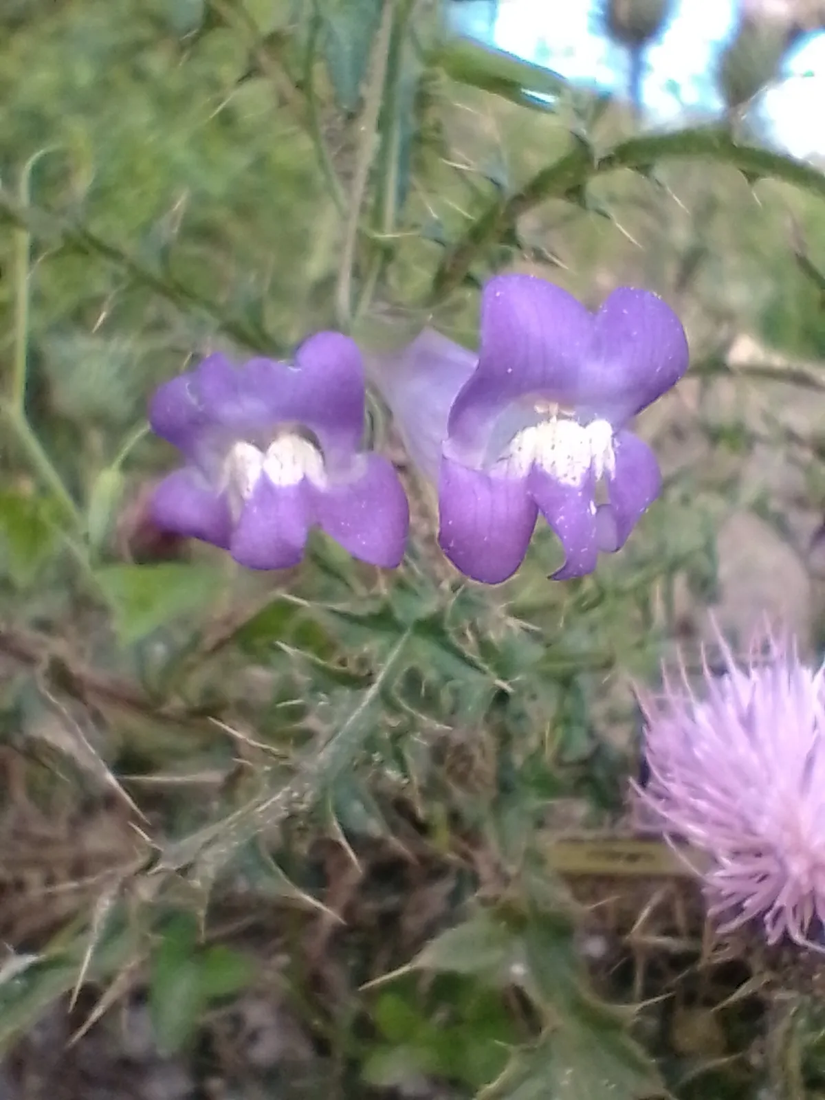 Snapdragon Vine (Maurandella antirrhiniflora)