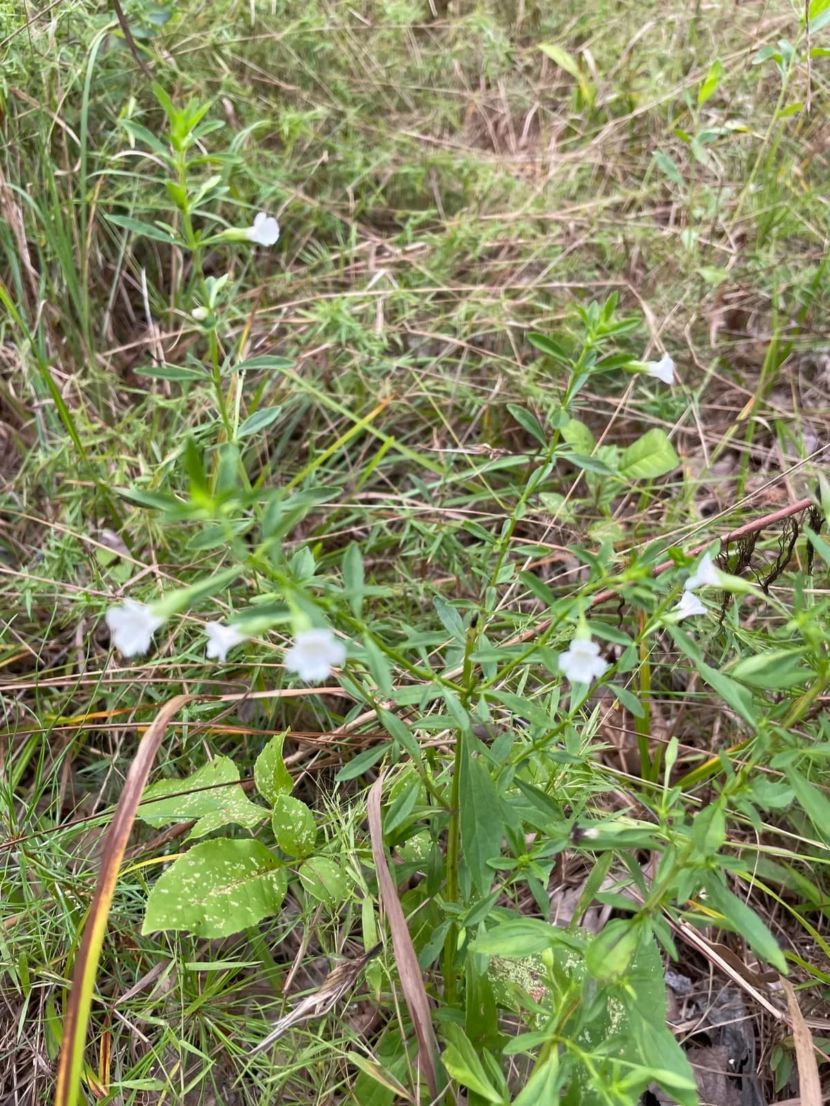 Axilflower (Mecardonia acuminata)