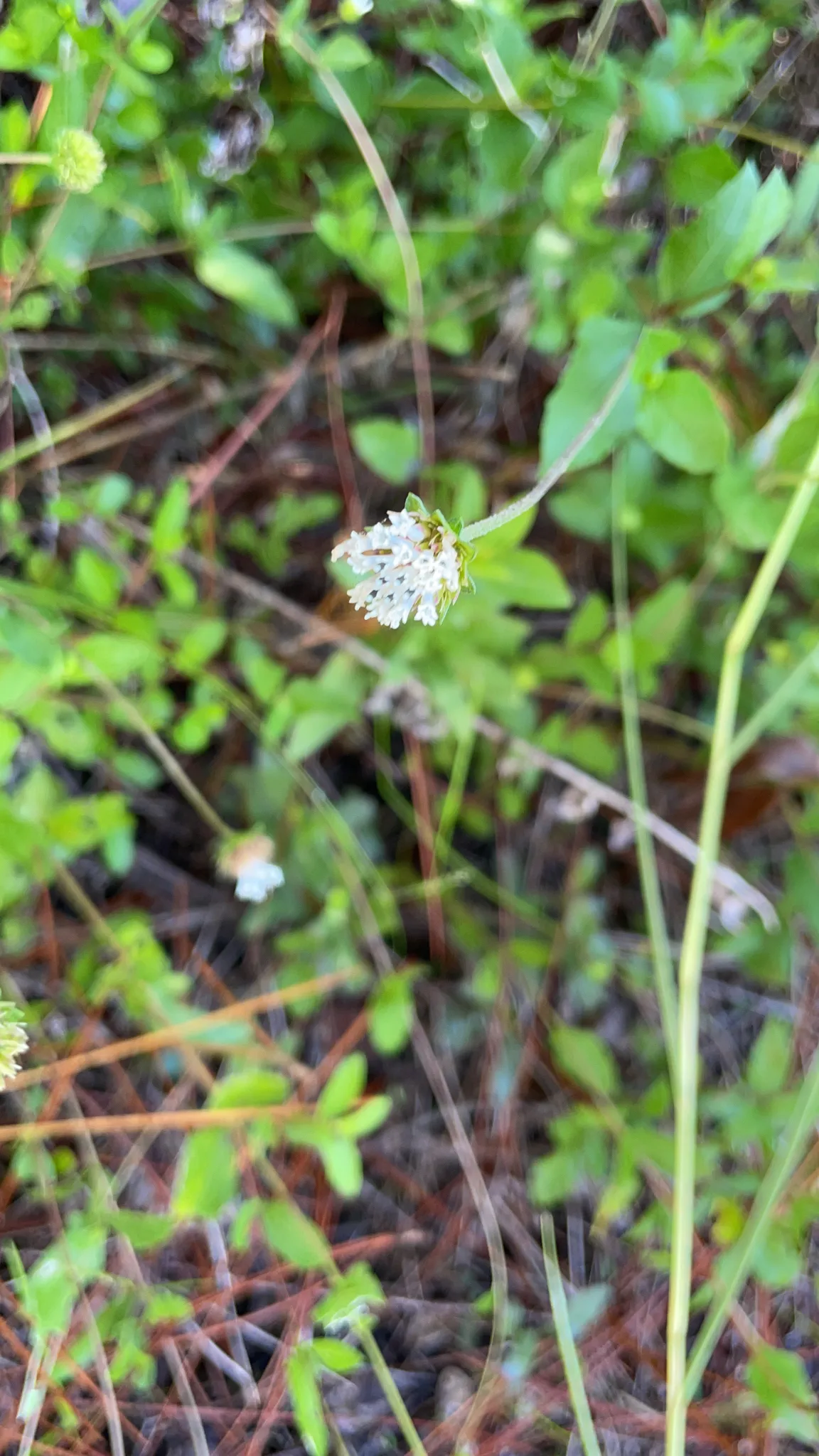 Everglades squarestem (Melanthera angustifolia)