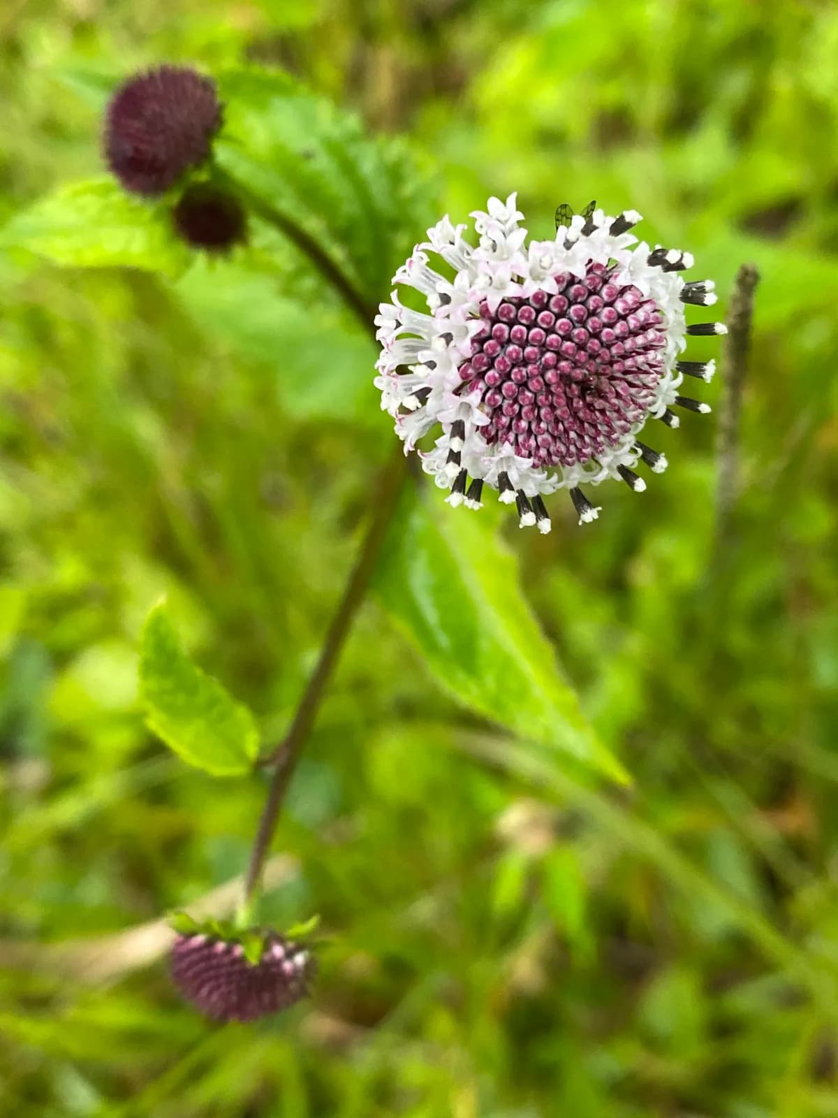 Snow Squarestem (Melanthera nivea)