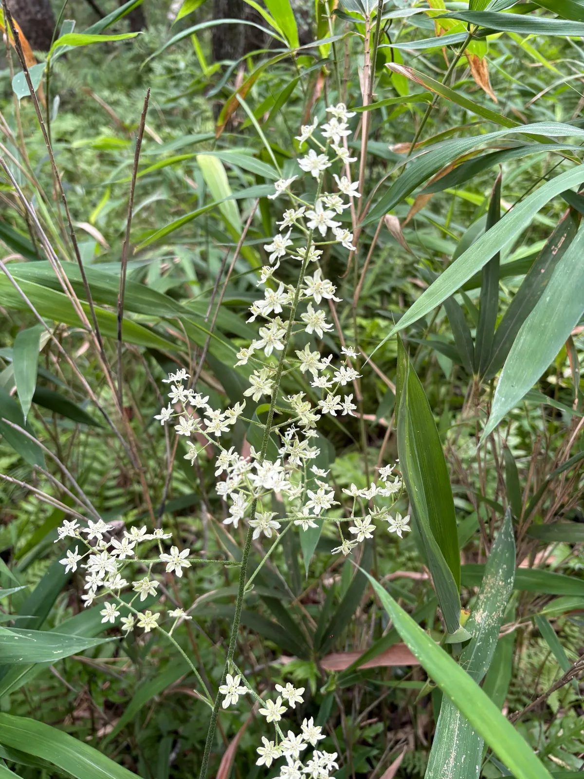 Bunchflower (Melanthium virginicum)