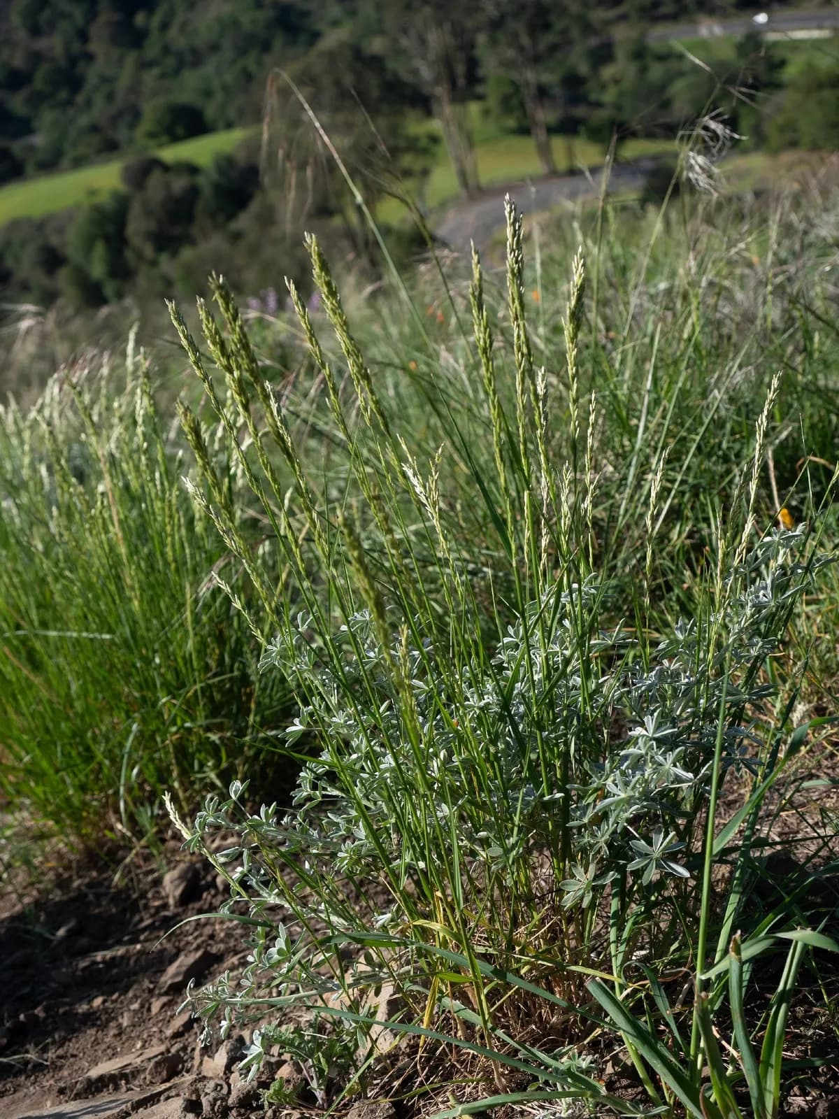 California melic (Melica californica)