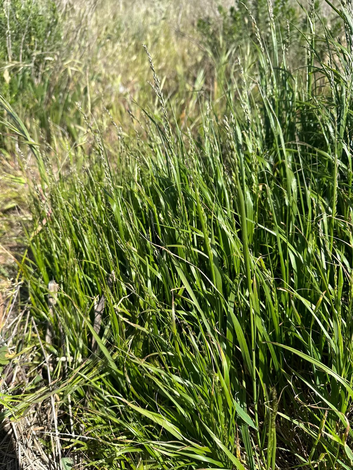 California melic (Melica imperfecta)