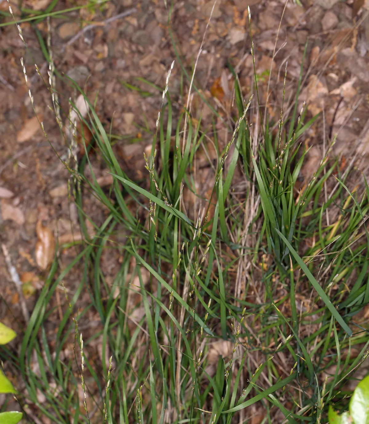 Torrey's melicgrass (Melica torreyana)