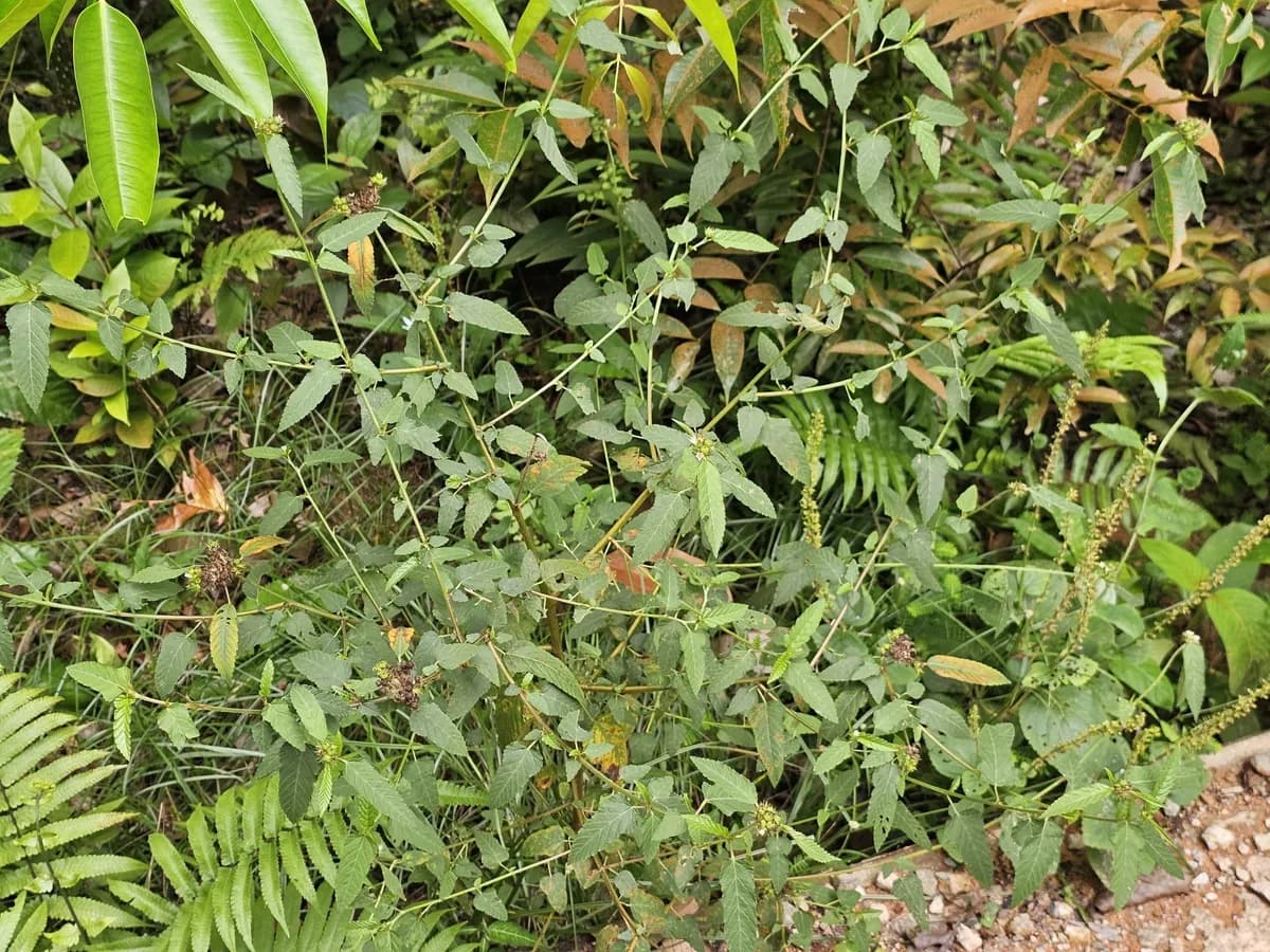 Chocolateweed (Melochia corchorifolia)