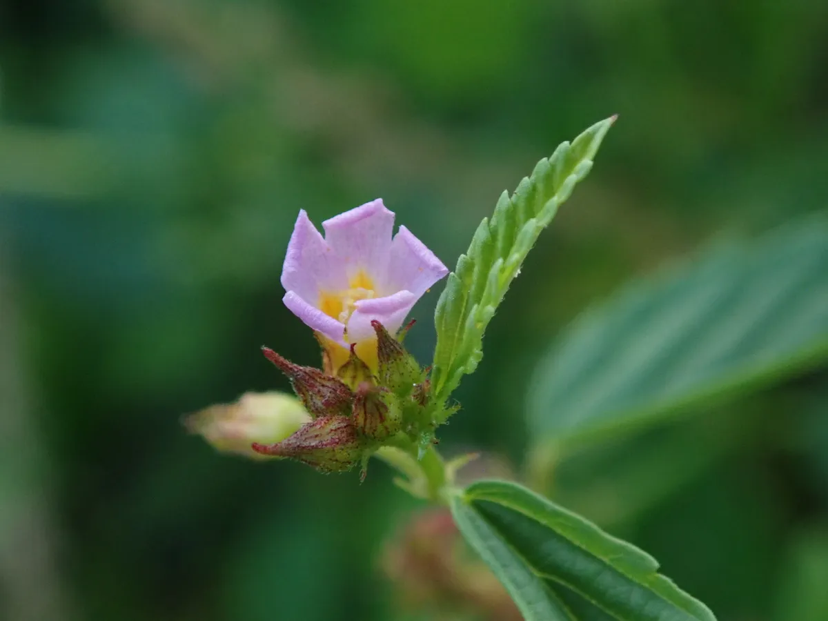 Pyramid Flower (Melochia pyramidata)