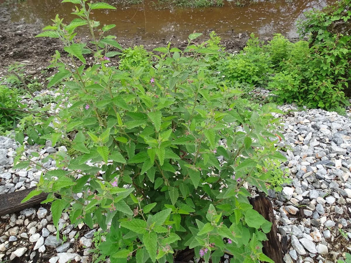 Woolly Pyramidflower (Melochia tomentosa)