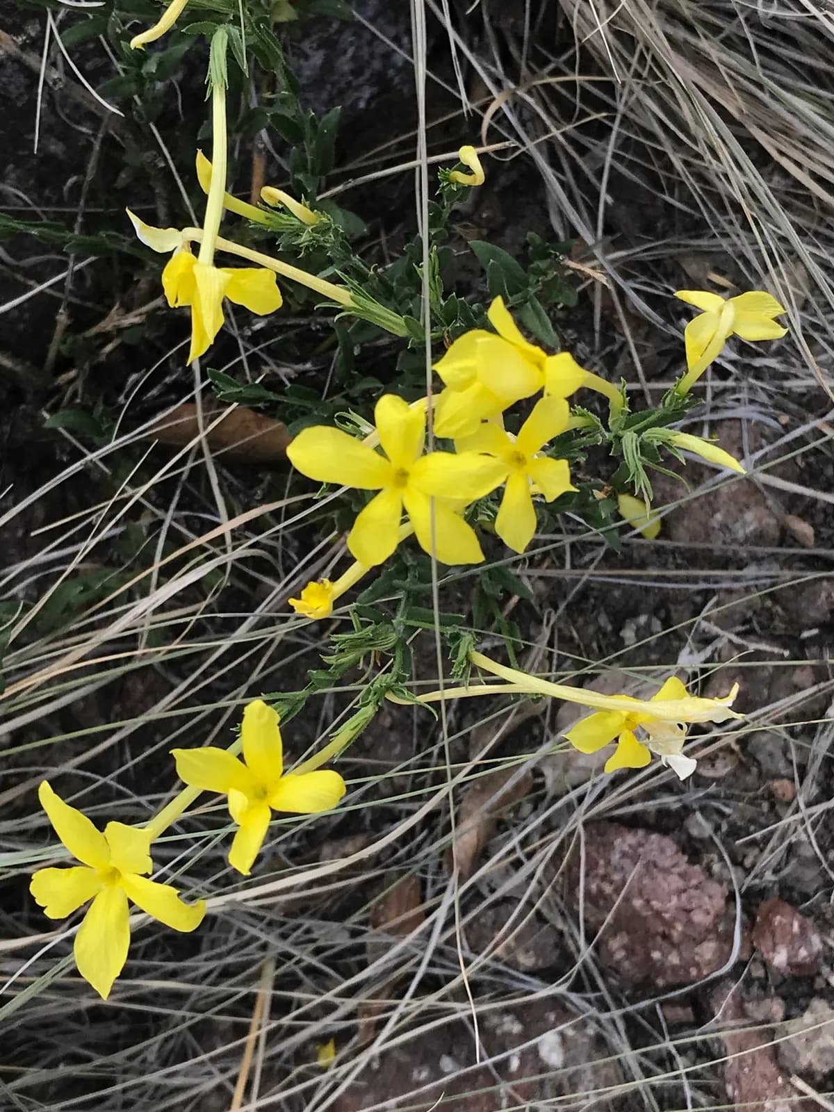 Showy Menodora (Menodora longiflora)