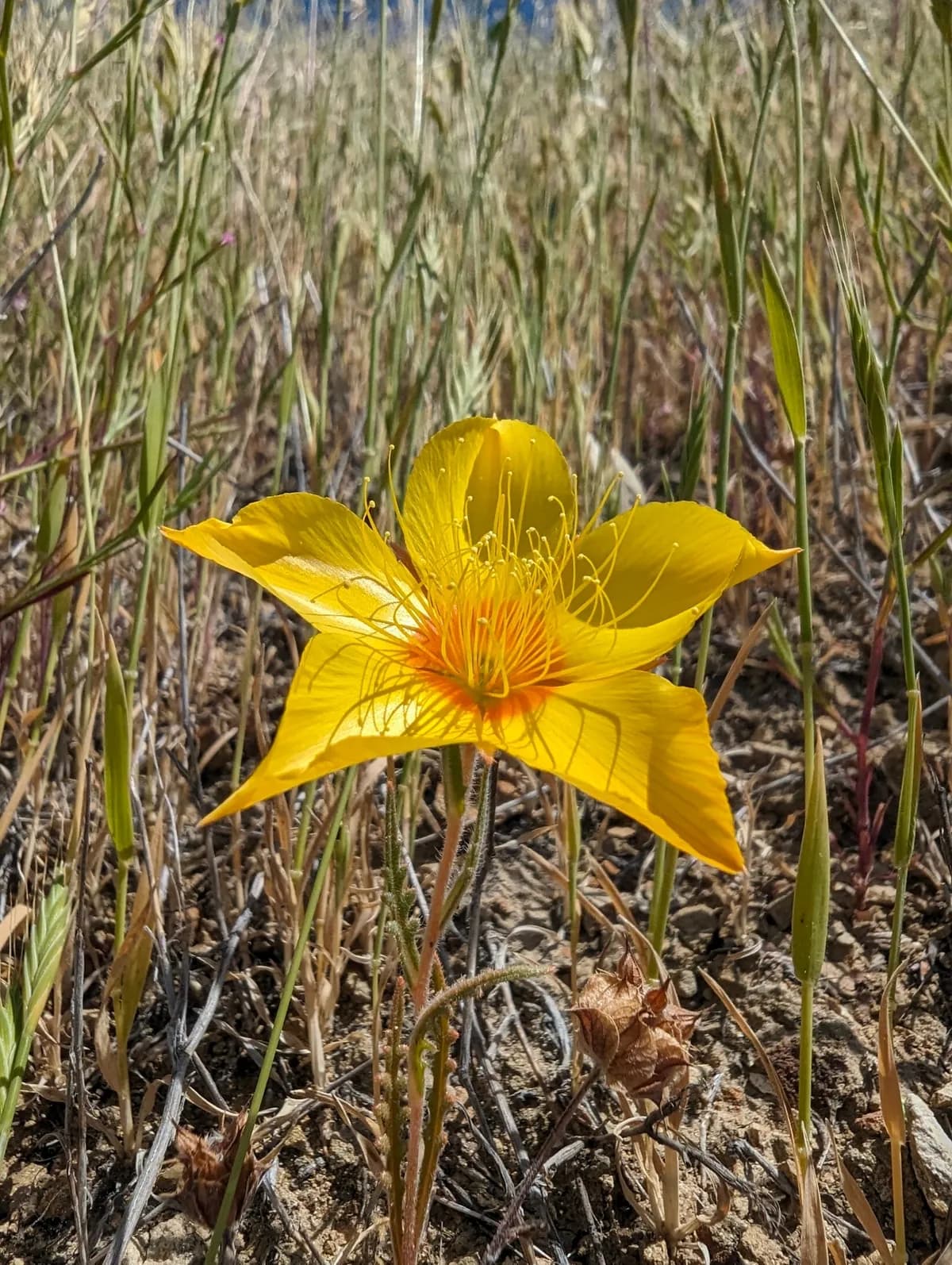 Golden bartonia (Mentzelia lindleyi)