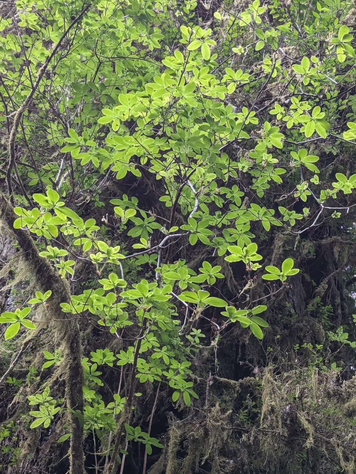 Rusty menziesia (Menziesia ferruginea)