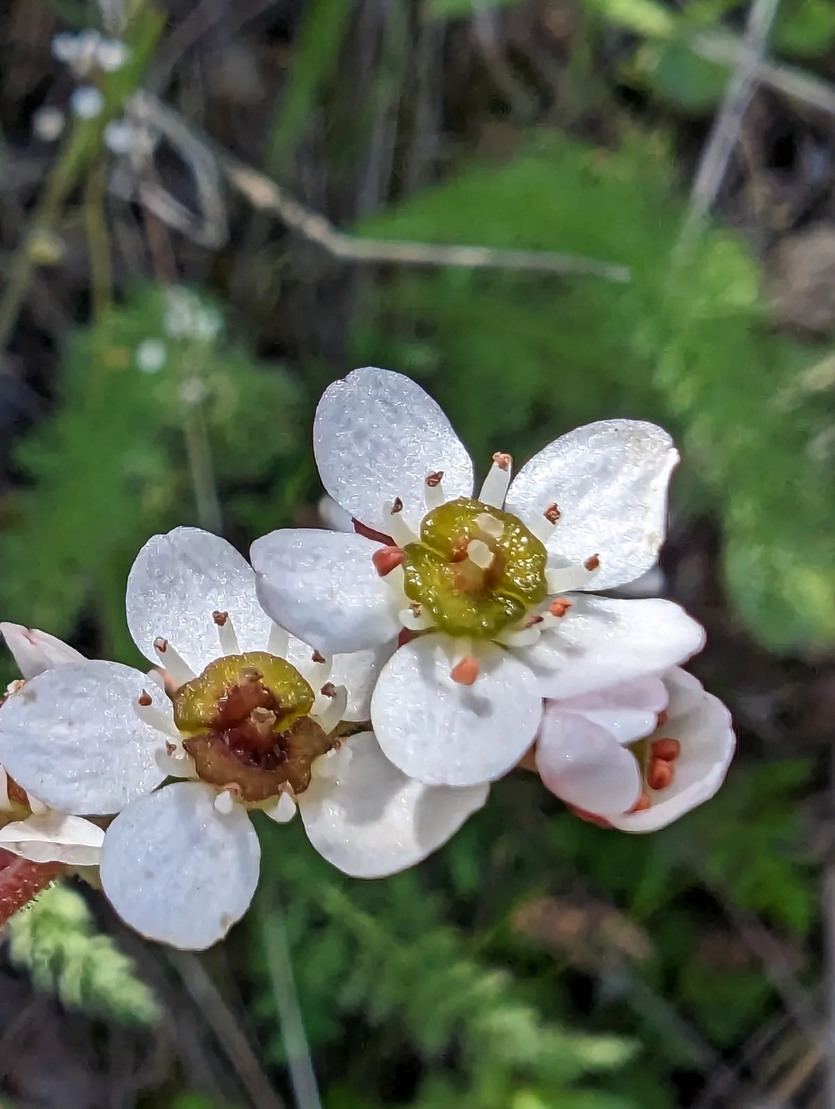 California saxifrage (Micranthes californica)