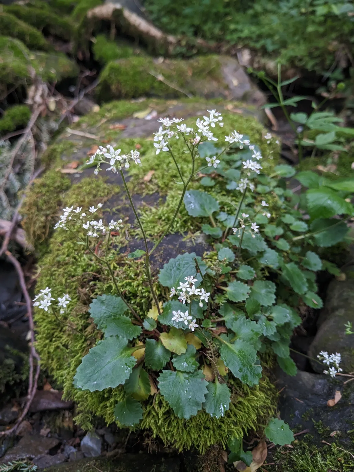 Golden-eye Pseudosaxifrage (Micranthes careyana)