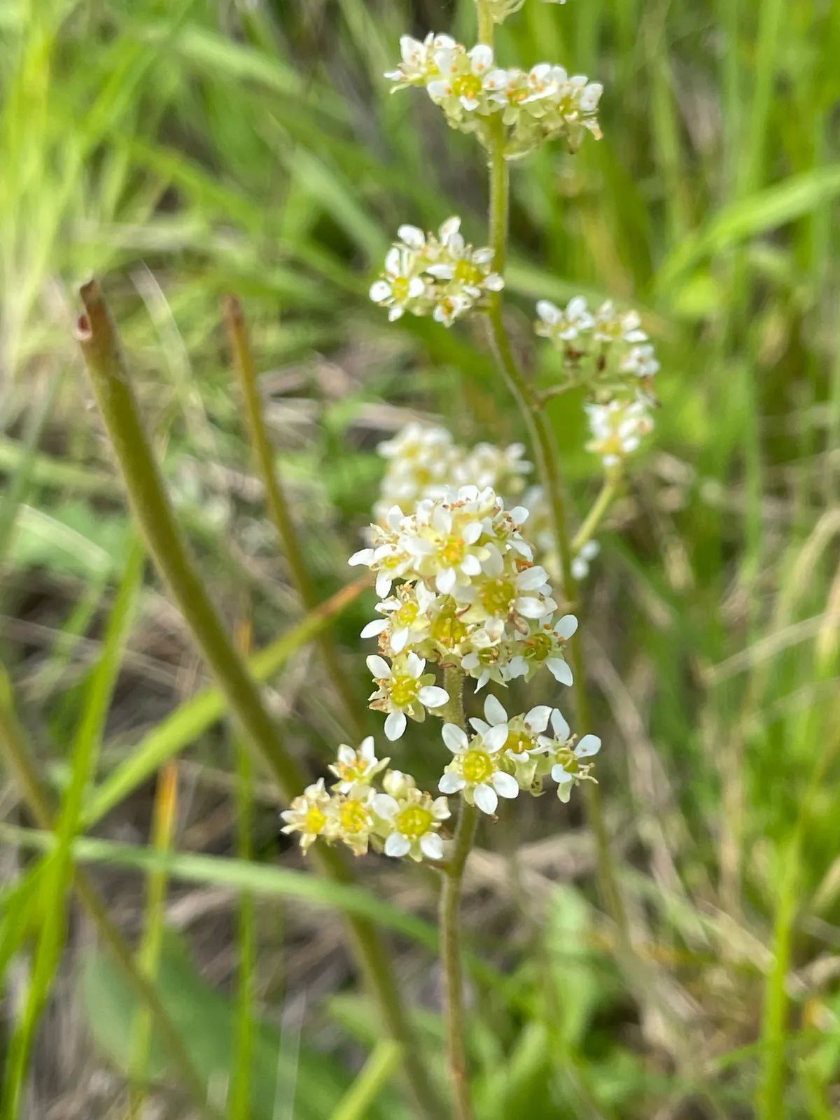 Bog Saxifrage (Micranthes oregana)