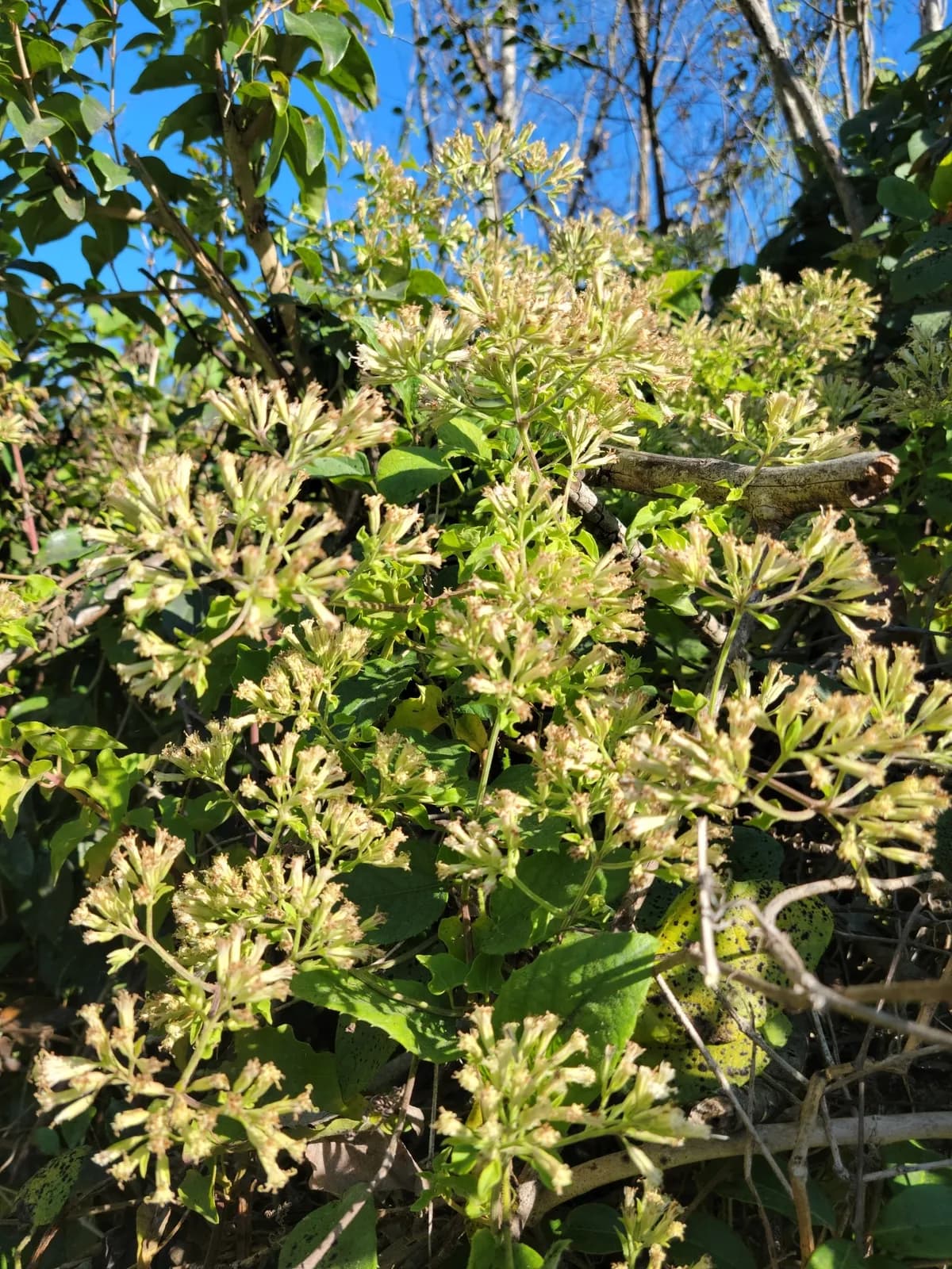 Florida Keys Hempvine (Mikania cordifolia)