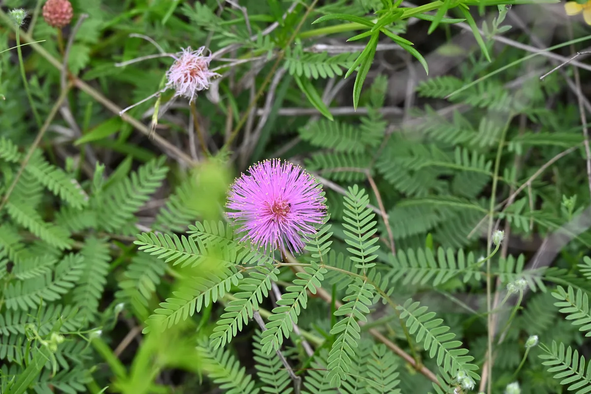 Fourvalve Mimosa (Mimosa quadrivalvis)