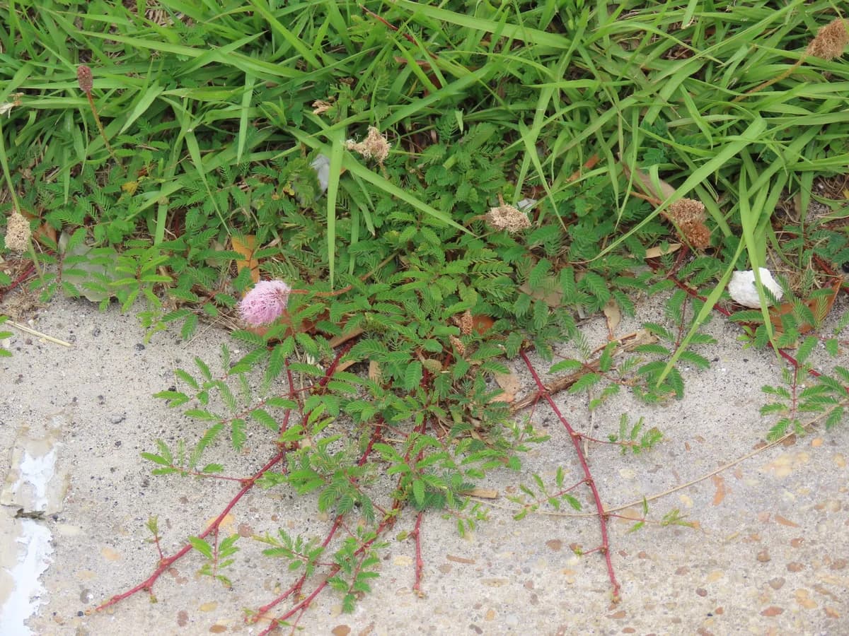 Powderpuff (Mimosa strigillosa)