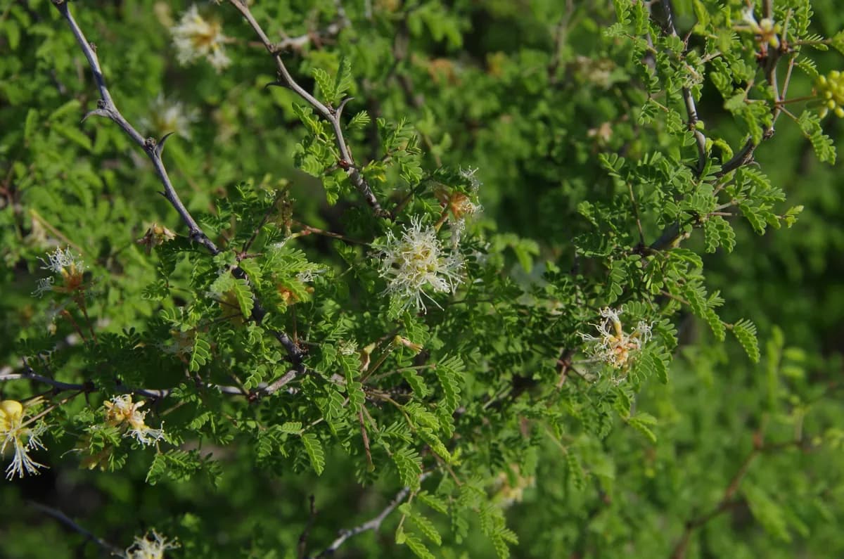 Fragrant Mimosa (Mimosa texana)