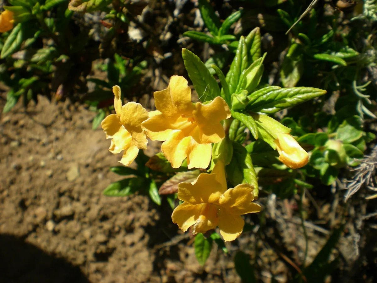 Orange Bush Monkeyflower (Mimulus aurantiacus)