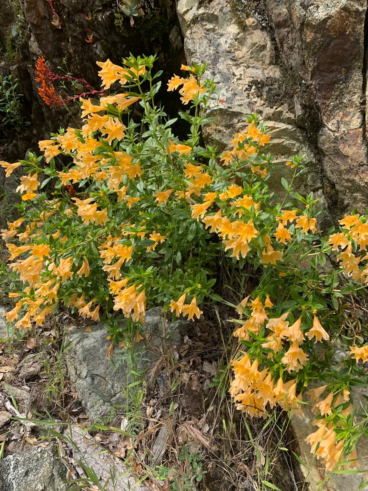 Bigflower monkeyflower (Mimulus bifidus)